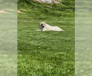 Izzy - Female Anatolian Shepherd-Unknown Mix Dog for Adoption - Photo #5