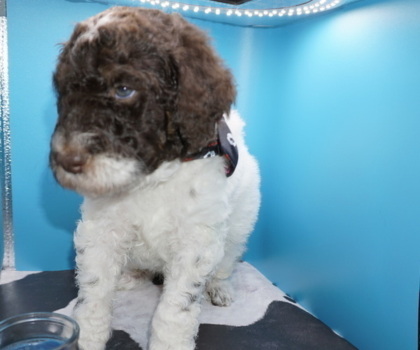 Medium Photo #13 Poodle (Standard) Puppy For Sale in TRAVELERS REST, SC, USA