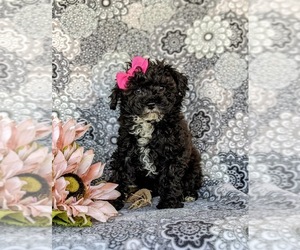Poodle (Toy) Puppy for sale in OXFORD, PA, USA