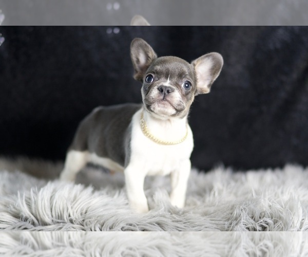 Medium Photo #9 French Bulldog Puppy For Sale in WARSAW, IN, USA