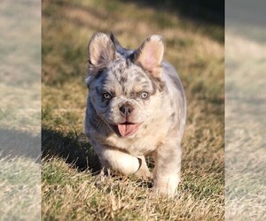 Bulldog Puppy for sale in FREDERICKSBURG, OH, USA