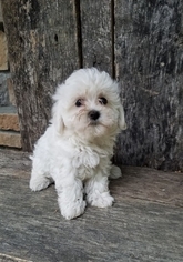 Silky Cocker Puppy for sale in DUNDEE, OH, USA