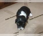 Small Photo #3 Pembroke Welsh Corgi Puppy For Sale in WINGATE, NC, USA
