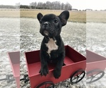 Small Photo #2 French Bulldog Puppy For Sale in GOSHEN, IN, USA