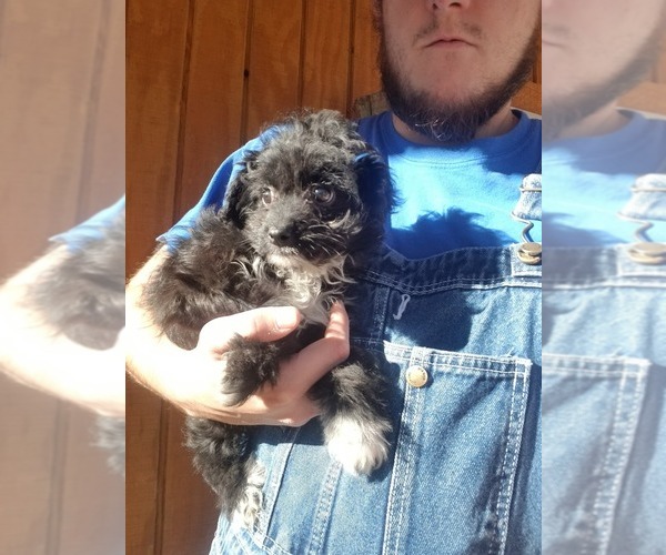 Medium Photo #3 Australian Shepherd-Poodle (Toy) Mix Puppy For Sale in SPENCER, TN, USA