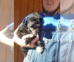 Small Photo #3 Australian Shepherd-Poodle (Toy) Mix Puppy For Sale in SPENCER, TN, USA
