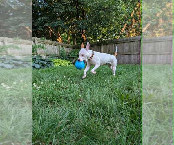 Medium Photo #4 Mutt Puppy For Sale in Springdale, PA, USA