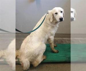 Great Pyrenees Dogs for adoption in Camarillo, CA, USA