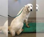 Small Great Pyrenees