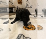 Small Photo #10 Cavapoo Puppy For Sale in WOODBRIDGE, VA, USA