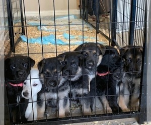 German Shepherd Dog Puppy for sale in MANSFIELD, TX, USA