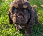 Small Photo #13 Cocker Spaniel Puppy For Sale in GOSHEN, IN, USA