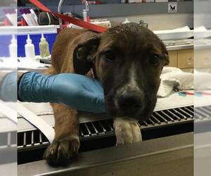 Mutt Dogs for adoption in Riverside, CA, USA