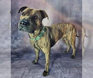 Mutt Dogs for adoption in Frisco, CO, USA