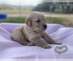 Small Photo #2 English Cream Golden Retriever Puppy For Sale in JONES, AL, USA