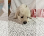 Litter of 6 - Male(s) and Female(s) German Shepherd DogLitter of Puppies for Sale - Photo #12