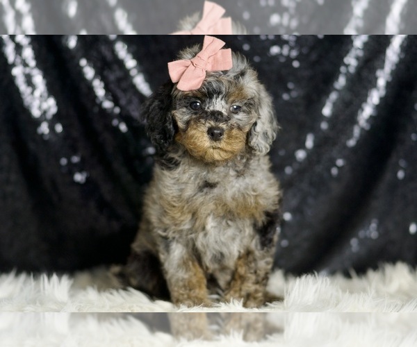 Medium Photo #7 Poodle (Miniature) Puppy For Sale in WARSAW, IN, USA