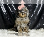 Small #6 Poodle (Miniature)