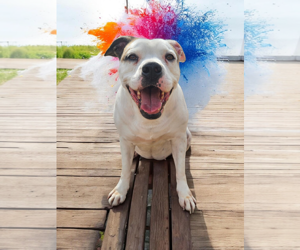 Medium Photo #36 Bullboxer Pit Puppy For Sale in McKinney, TX, USA