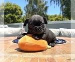 Puppy Booker French Bulldog