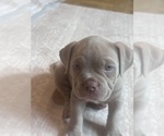 Puppy Peaches American Bully