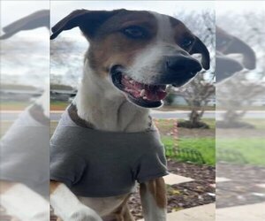 Mutt Dogs for adoption in San Antonio, TX, USA