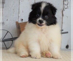 Pomeranian Puppy for sale in FREDERICKSBG, OH, USA