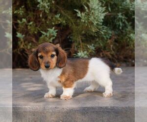 Dachshund Puppy for sale in HONEY BROOK, PA, USA