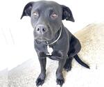 Small #1 Mutt