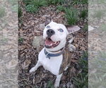 Small #4 American Pit Bull Terrier Mix