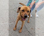 Small Photo #5 Labrador Retriever-Unknown Mix Puppy For Sale in La Porte, IN, USA