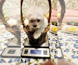 Maltese Puppy for sale in BRANSON, MO, USA