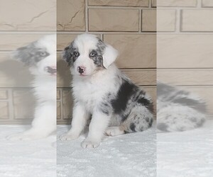 Miniature Australian Shepherd Puppy for Sale in ATWOOD, Illinois USA