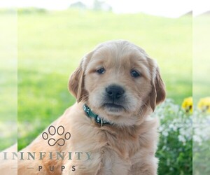 Golden Retriever Puppy for sale in NEWPORT, PA, USA