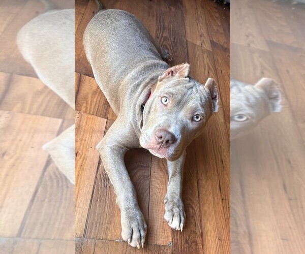 Medium Photo #1 American Bully Puppy For Sale in CHARLOTTE, NC, USA