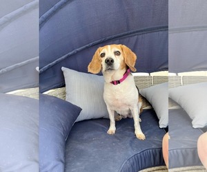 Beagle Dogs for adoption in Las Vegas, NV, USA