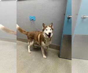 Siberian Husky-Unknown Mix Dogs for adoption in Las Vegas, NV, USA