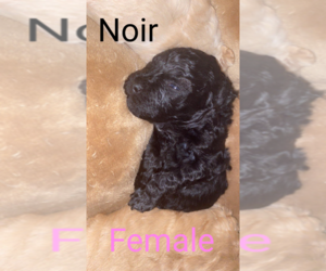 Pom-A-Poo-Shih-Poo Mix Puppy for sale in IRONDEQUOIT, NY, USA