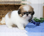 Small Photo #28 Shih Tzu Puppy For Sale in SYRACUSE, IN, USA