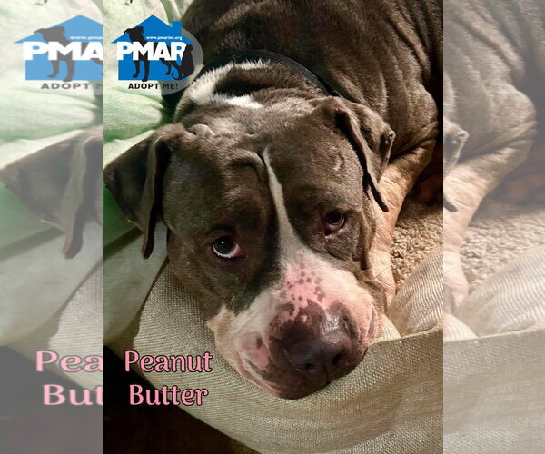 Medium Photo #1 Mutt Puppy For Sale in Binghamton, NY, USA