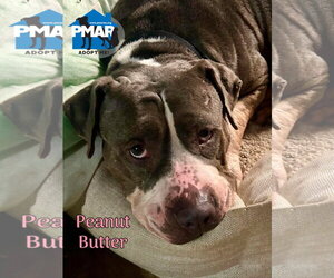 Mutt Dogs for adoption in Binghamton, NY, USA