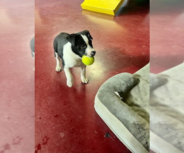 Medium Photo #3 American Pit Bull Terrier-Unknown Mix Puppy For Sale in Webster, WI, USA