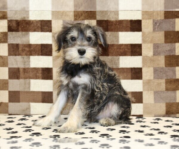 Medium Photo #1 Schnauzer (Miniature) Puppy For Sale in DENVER, PA, USA