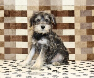 Schnauzer (Miniature) Puppy for sale in DENVER, PA, USA