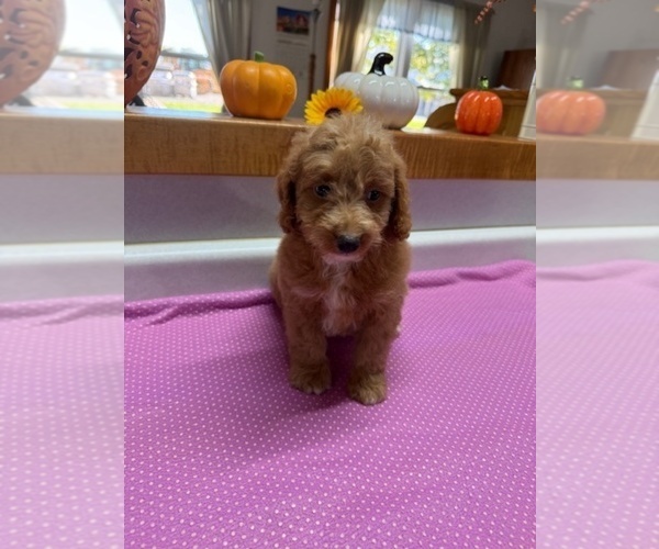 Medium Photo #2 Poodle (Miniature) Puppy For Sale in MUNFORDVILLE, KY, USA