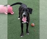 Small Collie-Labrador Retriever Mix
