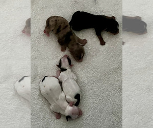 Yorkshire Terrier Puppy for sale in EUSTIS, FL, USA