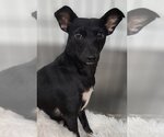 Small #1 Chihuahua Mix