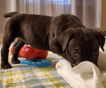 Small Photo #34 Cane Corso Puppy For Sale in MOORESVILLE, NC, USA