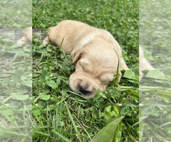 Medium Photo #1 English Cream Golden Retriever Puppy For Sale in NEILLSVILLE, WI, USA